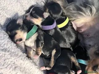 Yorkshire Terrier dogs Luxury Tiny Yorkie Biewer puppies ✨ - Advert 18