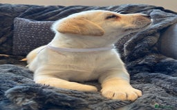 Labrador Retriever dogs for sale: Labradors  - Image 7