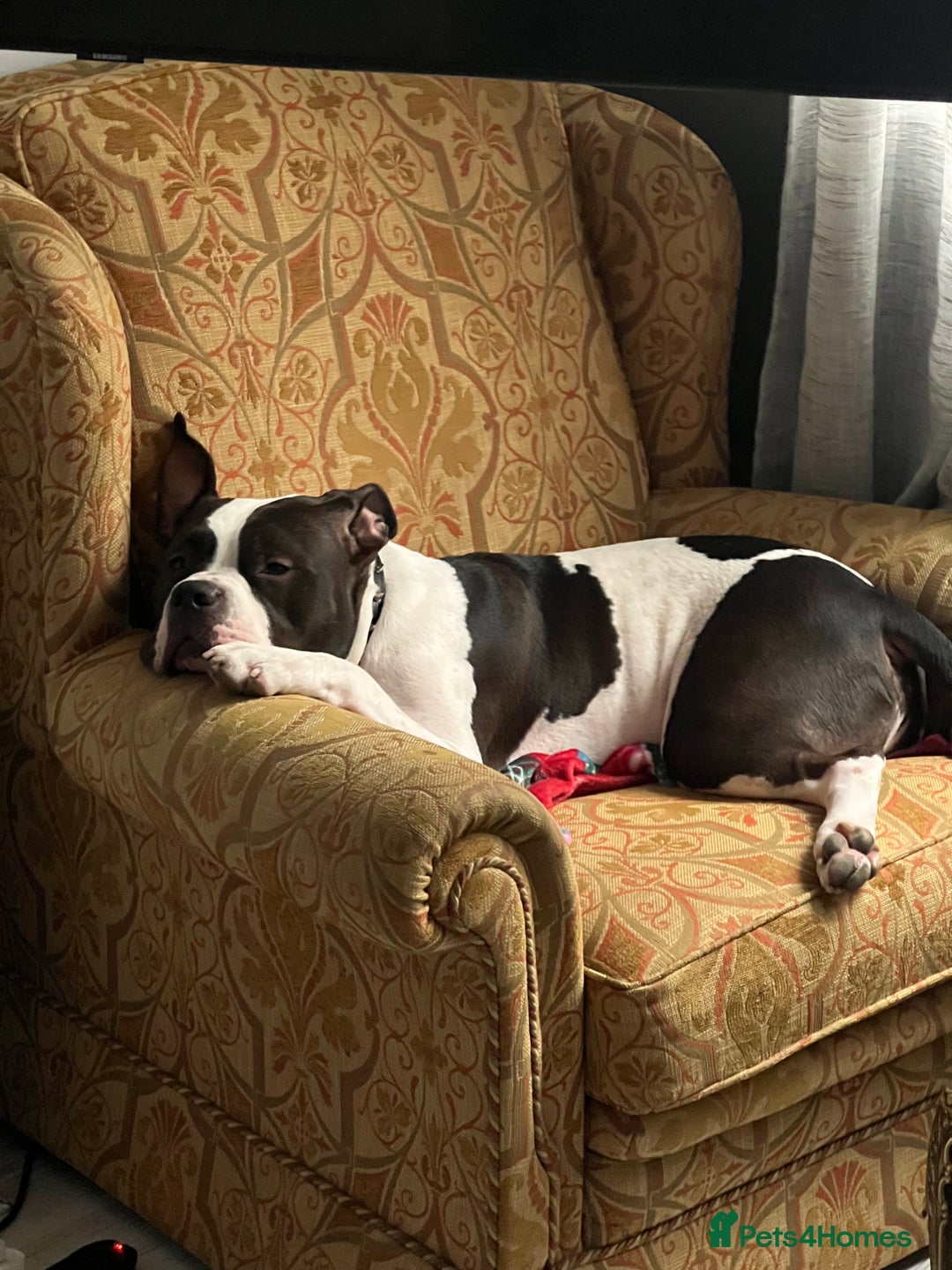 American Bulldog dogs for sale: American bulldog  - Advert 4