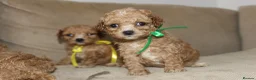 Bichon Frise dogs for sale: Poochon F1 puppies from Health Tested parents  - Advert 15