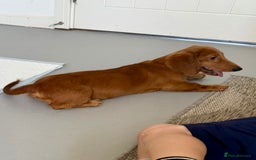 Dachshund dogs for sale: Long haired Dachshund  - Image 5