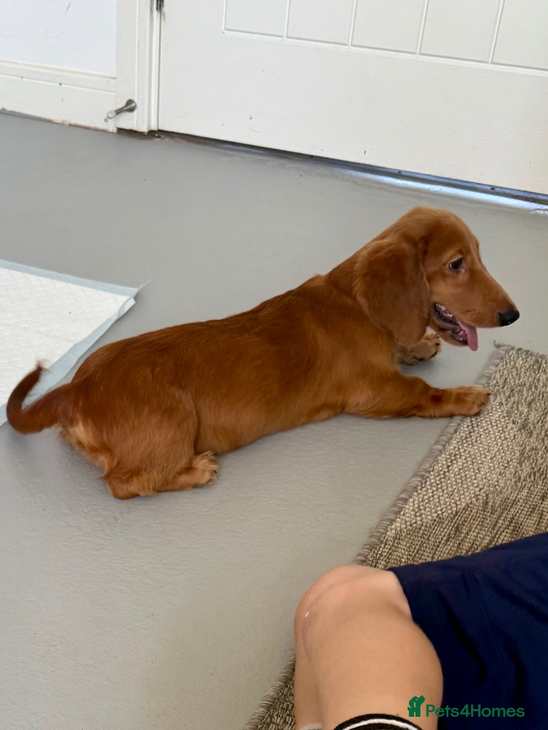 Dachshund dogs for sale: Long haired Dachshund  - Image 5
