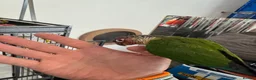 Conures birds for sale: Red factor, yellow sided pineapple conure - Advert 32