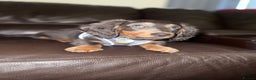 Miniature Dachshund dogs for sale: Miniature Long Haired Dachshund  - Advert 5