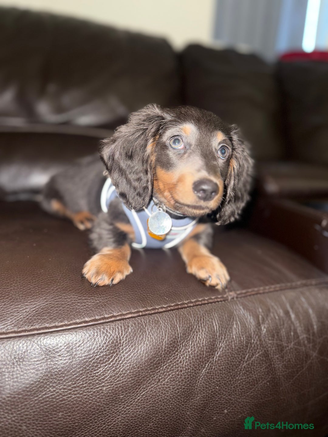 Miniature Dachshund dogs for sale: Miniature Long Haired Dachshund  - Advert 5