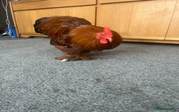 Chickens poultry for sale: Bantam cockerel looking for loving home!  - Image 2