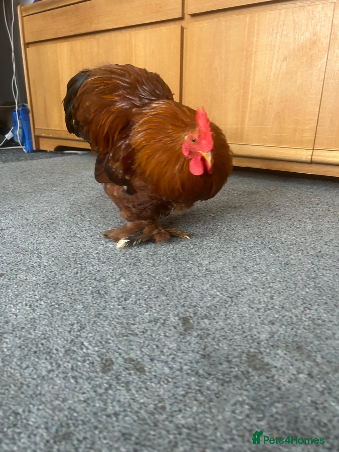 Chickens poultry for sale: Bantam cockerel looking for loving home!  - Image 2