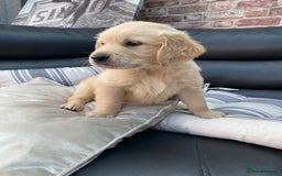 Golden Retriever dogs for sale: 5⭐️ Golden Retriever Puppies - Ready Soon ❤️🐶 - Image 21