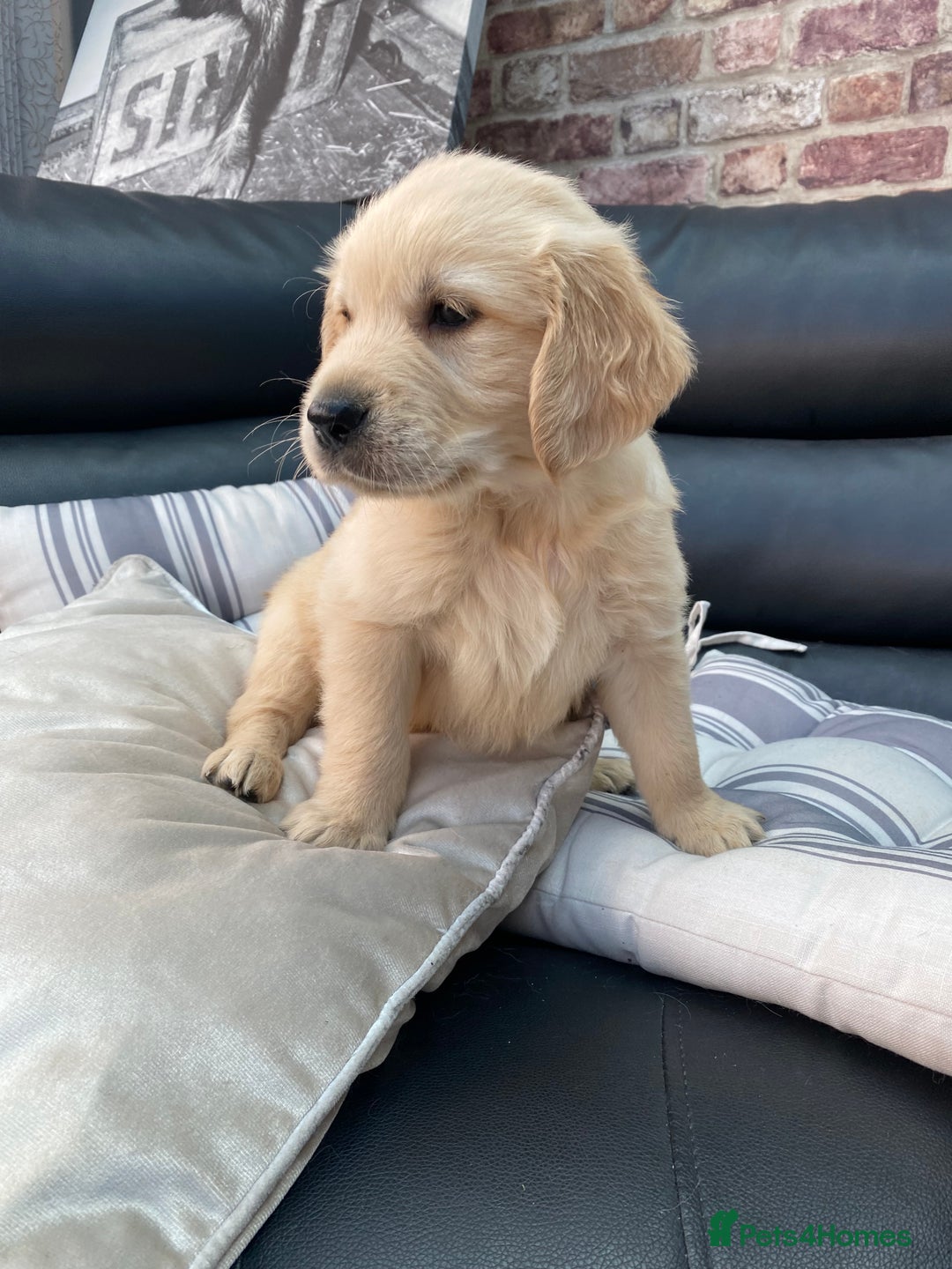 Golden Retriever dogs for sale: 5⭐️ Golden Retriever Puppies - Ready Soon ❤️🐶 - Image 21