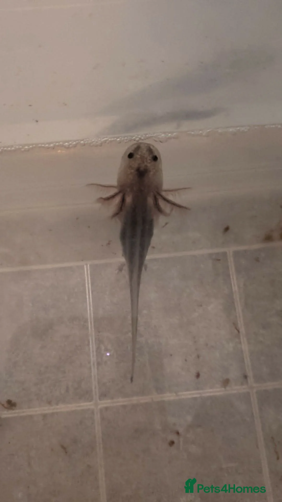 Angelfish fish for sale: Axalotls  in Tonbridge - Advert 2