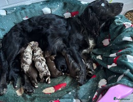 Sprocker dogs - Advert 1