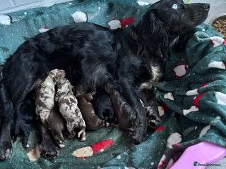 Sprocker dogs - Advert 2