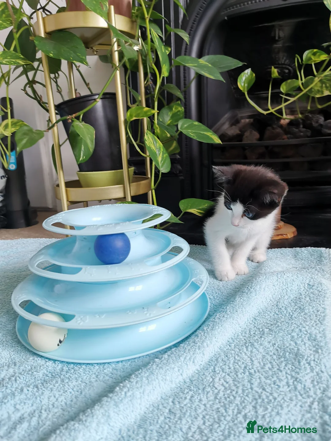 Mixed Breed cats for sale: 🐾 Male Kitten Looking for His loving Home 🏡💙 in London - Advert 7