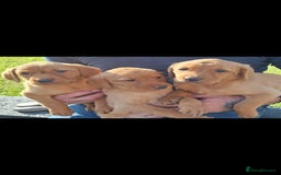Labrador Retriever dogs for sale: Red fox labrador puppy's  - Image 5