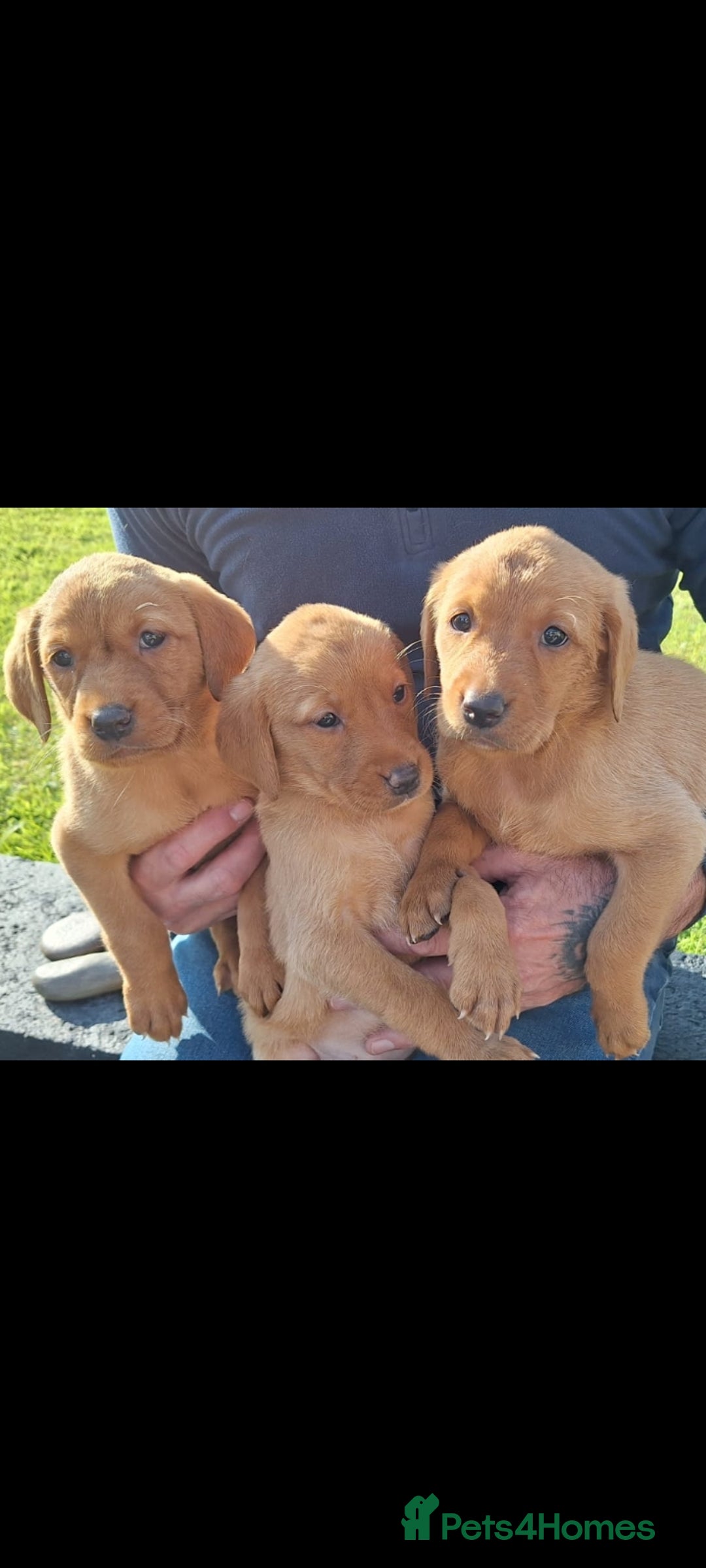 Labrador Retriever dogs for sale: Red fox labrador puppy's  - Image 5