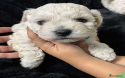Bichon Frise dogs for sale: Adorable Bichon Frisée Puppies for sale  - Image 15