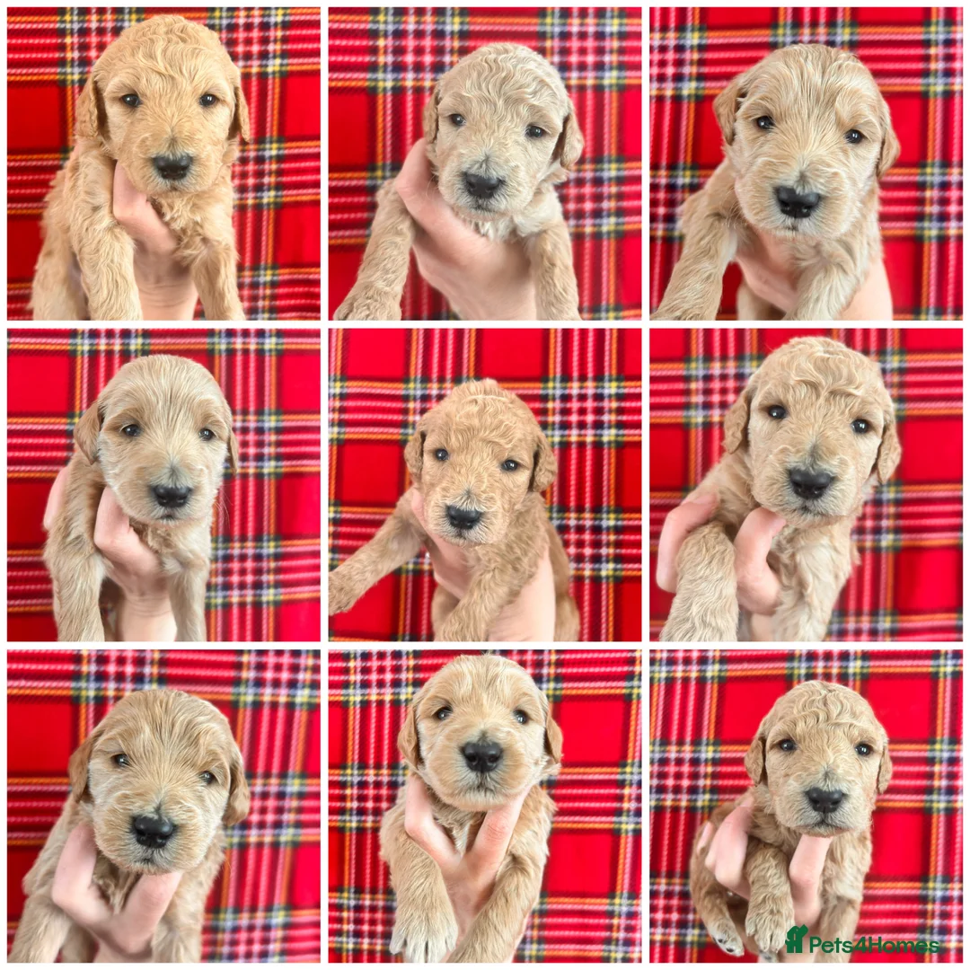 Australian Labradoodle dogs for sale: Top Quality Litter Australian Labradoodle Puppies  - Advert 1