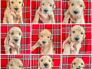 Australian Labradoodle dogs Super Top Quality Australian Labradoodles - Advert 2