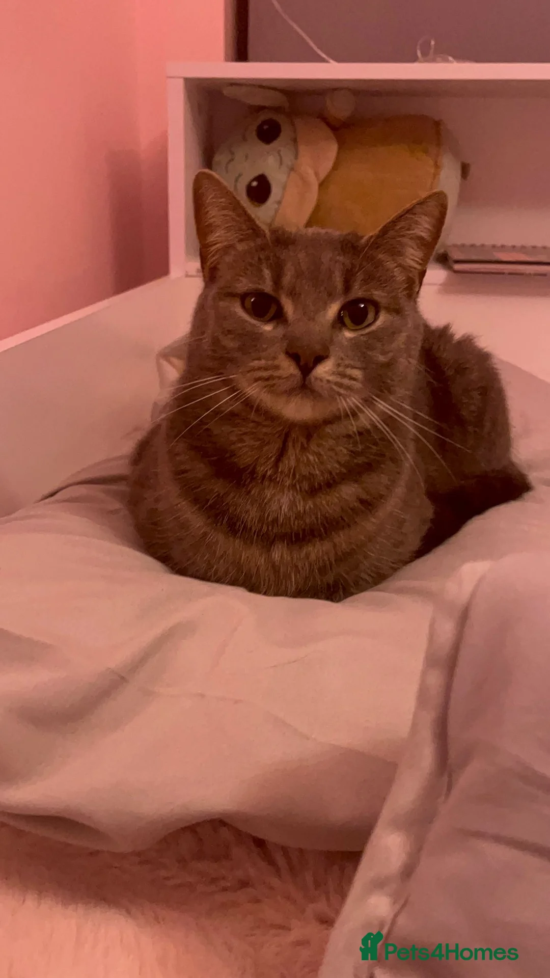 Mixed Breed cats for sale: Friendly female cat for rehoming in Bures - Advert 2