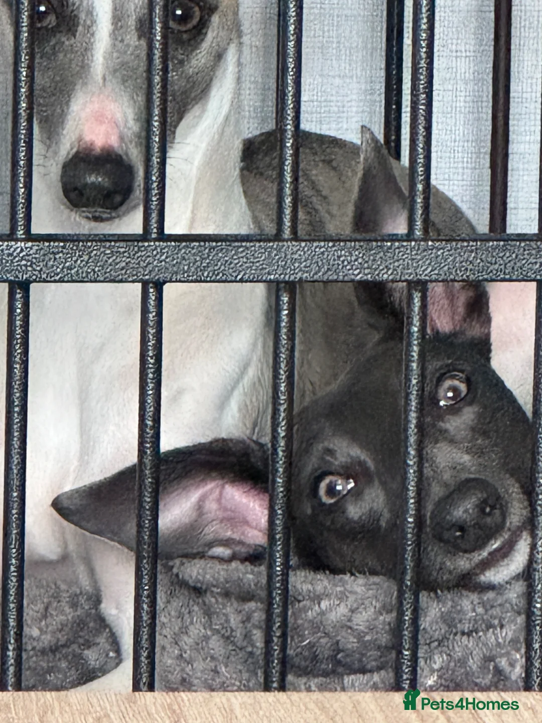 Whippet dogs for sale: Whippets Mother & daughter need rehoming  - Advert 3