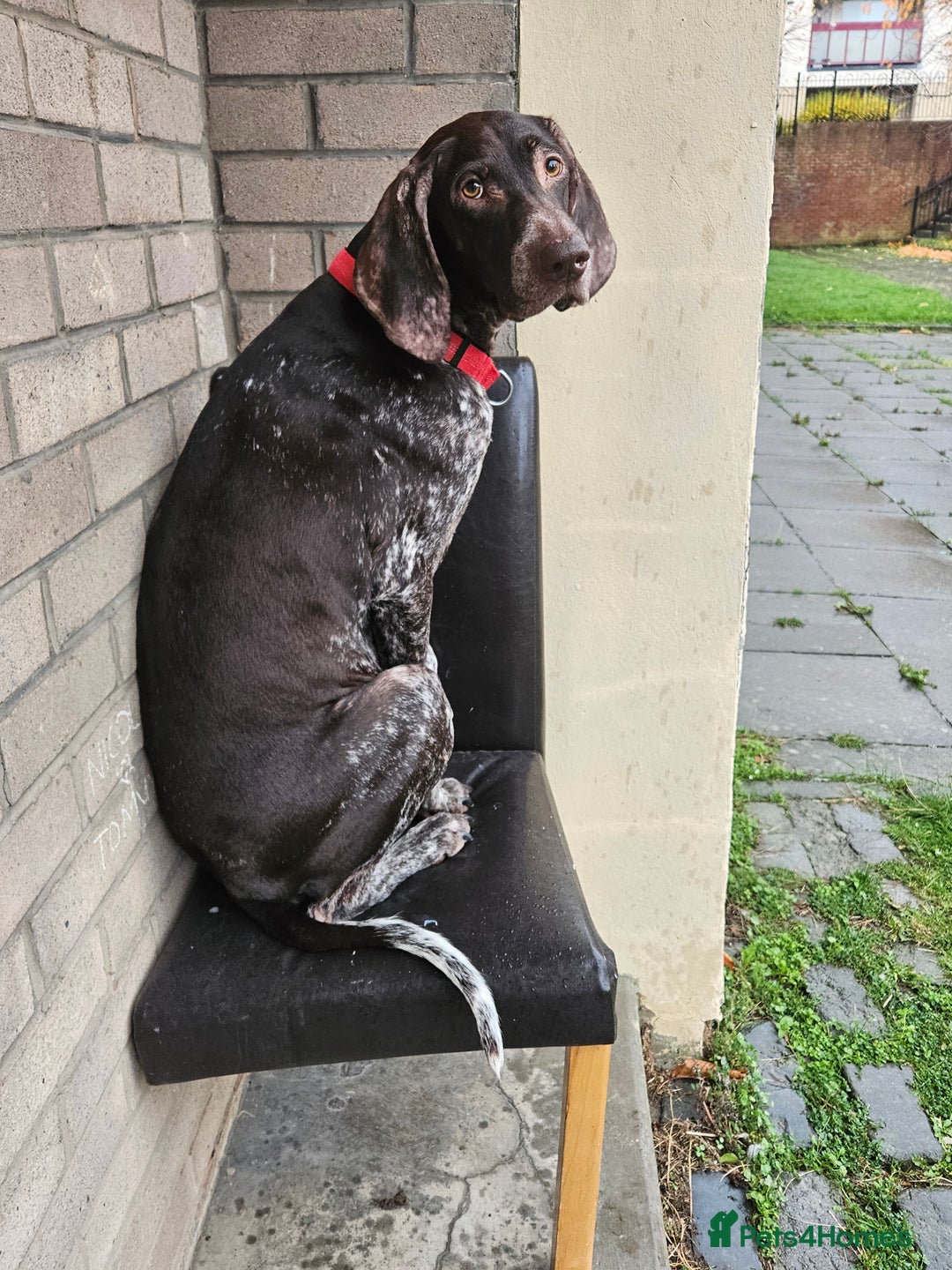 German Shorthaired Pointer dogs for sale: 3 GSP puppies for sale  - Advert 1