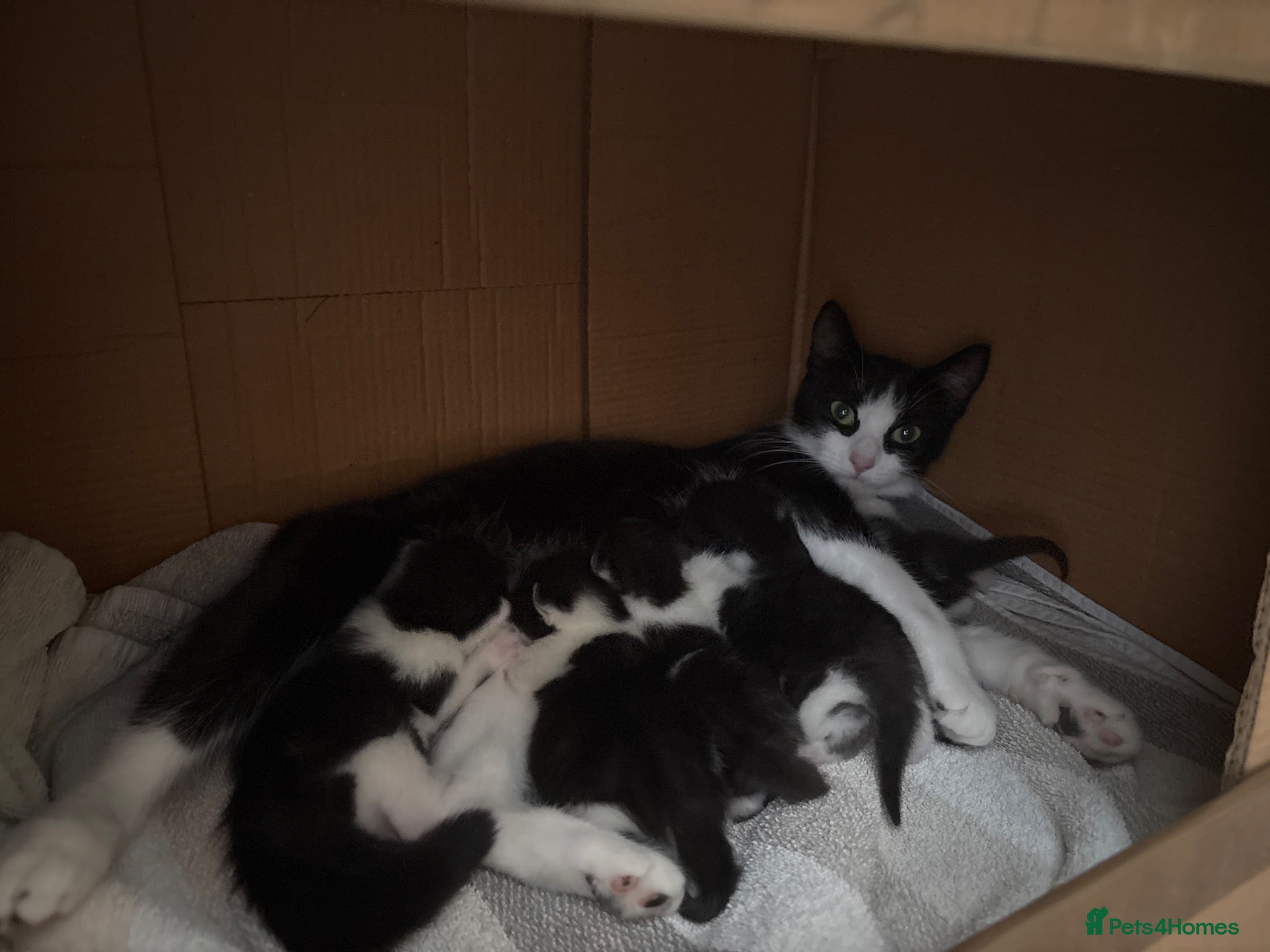 Mixed Breed cats Gorgeous black and white kittens for sale - Advert 3