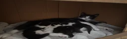 Mixed Breed cats for sale: Gorgeous black and white kittens for sale in Bury Saint Edmunds - Advert 1