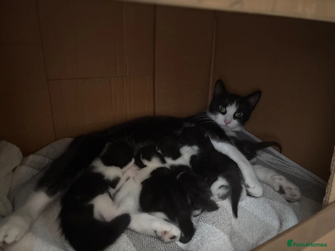 Mixed Breed cats for sale: Gorgeous black and white kittens for sale in Bury Saint Edmunds - Advert 1