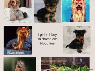 Yorkshire Terrier dogs for sale - Advert 1