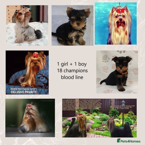 Yorkshire Terrier dogs - Advert 3