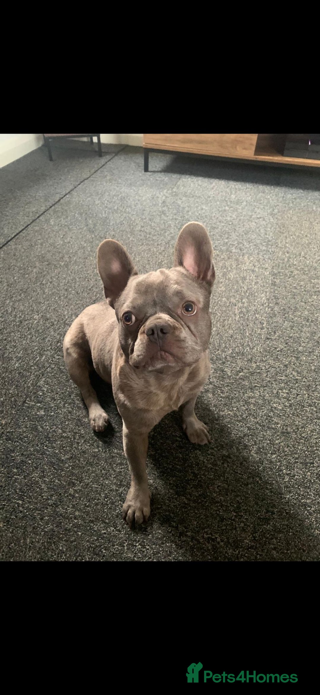 French Bulldog dogs for sale: French Bulldog - Advert 2