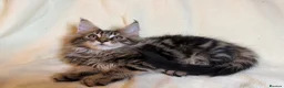 Maine Coon cats for sale: TICA registered Maine Coon Kittens All Boys - Advert 18