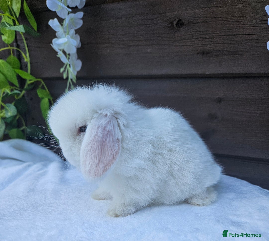 Mini Lop rabbits for sale: Stunning Blue eyed White Mini lop Buck - Image 5