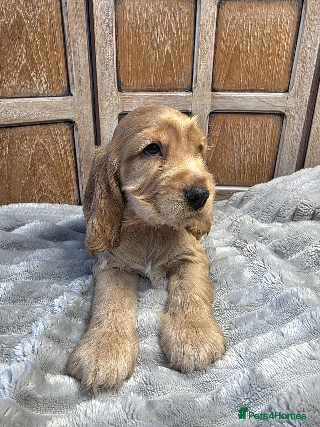Cocker Spaniel dogs for sale: Show Cocker Spaniels - Advert 5