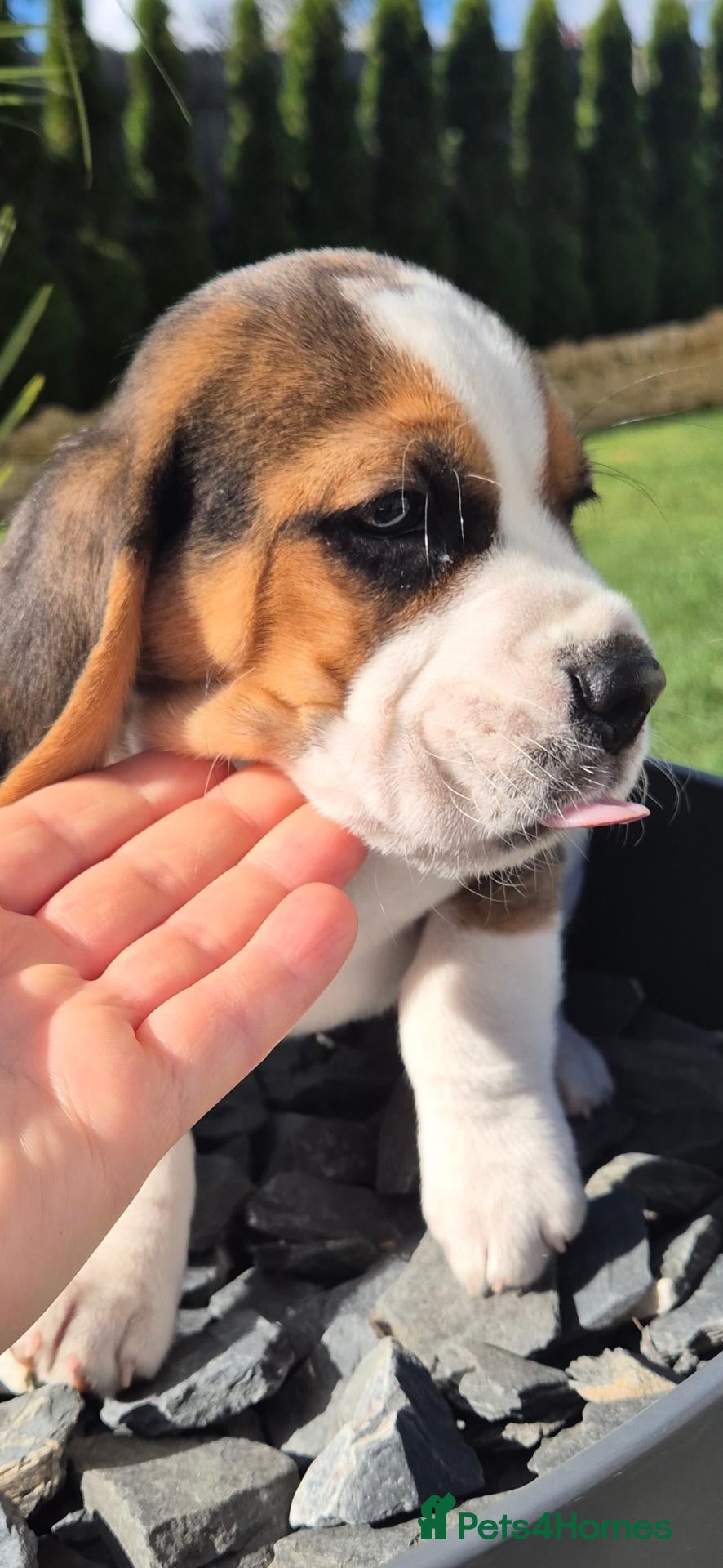 Beagle dogs Beautiful Beagle puppies  - Advert 1