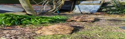 Tortoise reptiles for sale: Leopard spotted Tortoises  - Advert 11