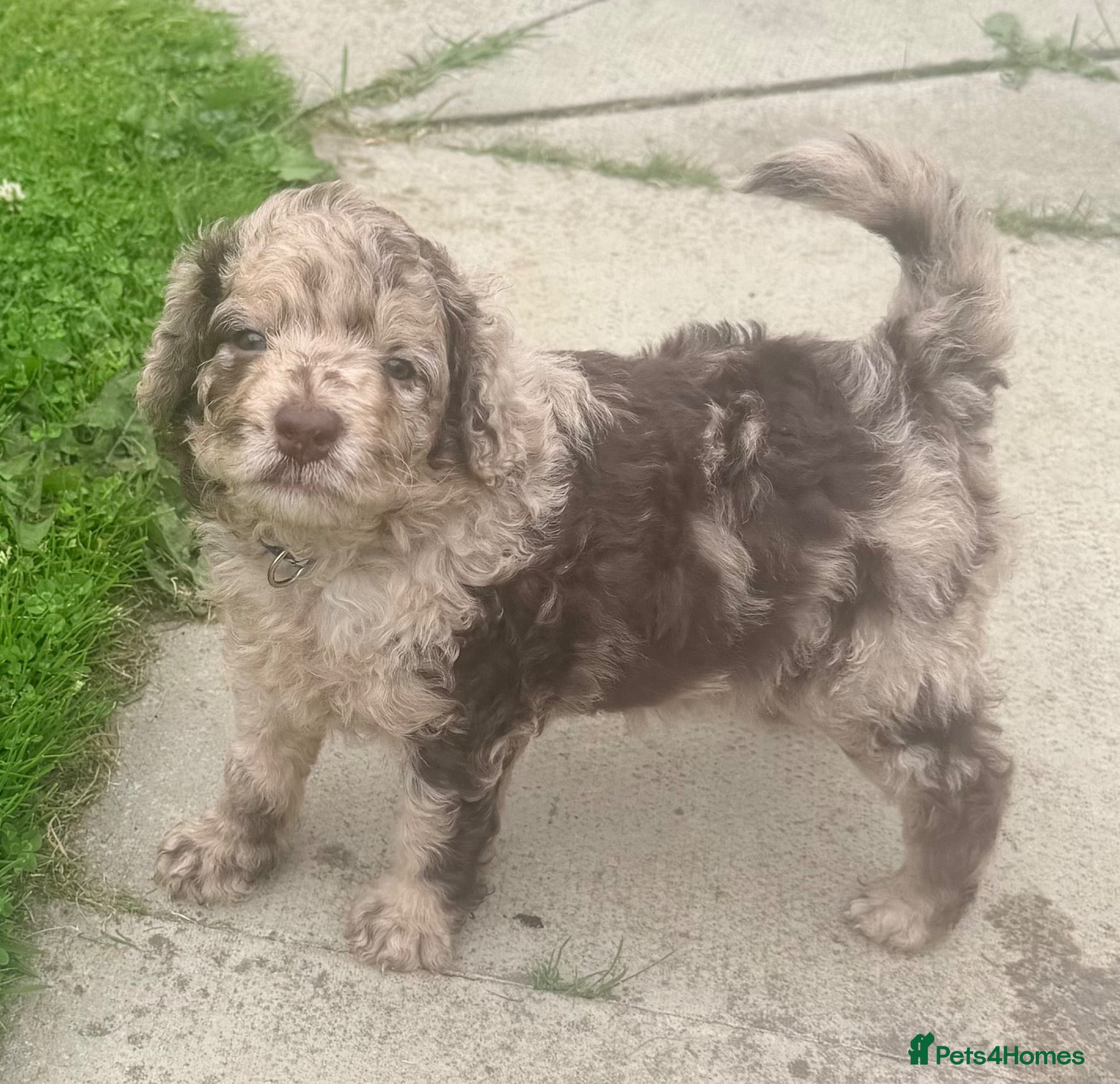 Cockapoo dogs 💙 Stunning Merle Male Cockapoo Puppy  💙 - Advert 11