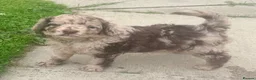 Cockapoo dogs for sale: 💙 Stunning Merle Male Cockapoo Puppy  💙 - Advert 2