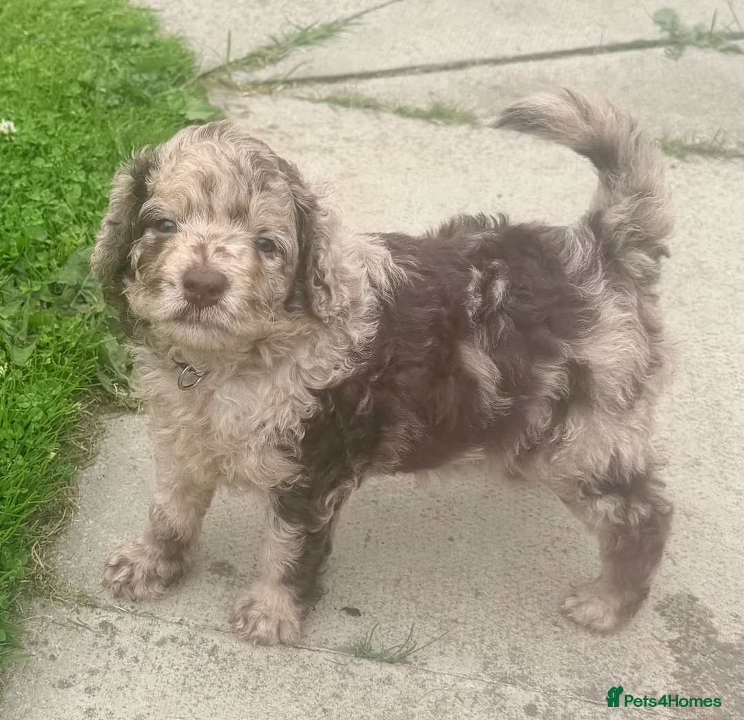 Cockapoo dogs for sale: 💙 Stunning Merle Male Cockapoo Puppy  💙 - Advert 2