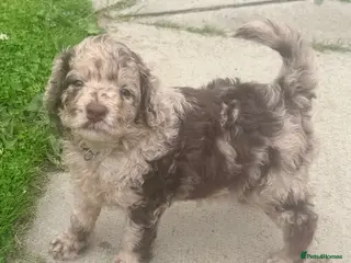 Cockapoo dogs 💙 Stunning Merle Male Cockapoo Puppy 💙 - Advert 1