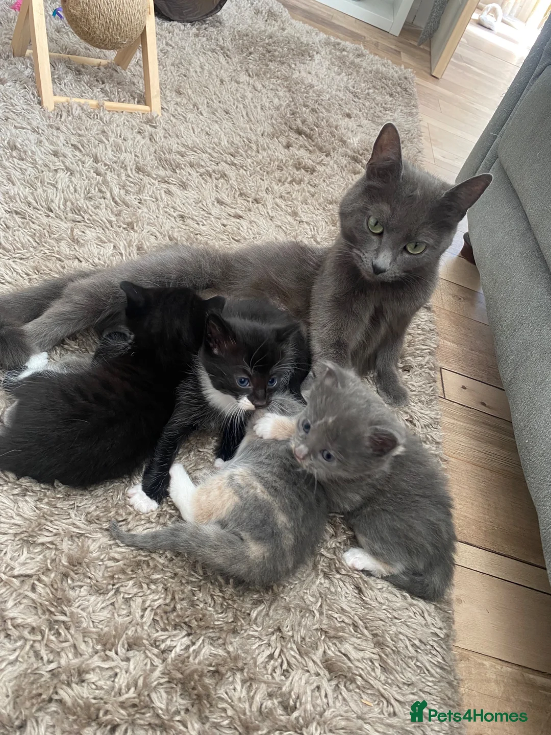 Mixed Breed cats for sale: 2 boy kittens  in Chester-le-Street - Advert 2