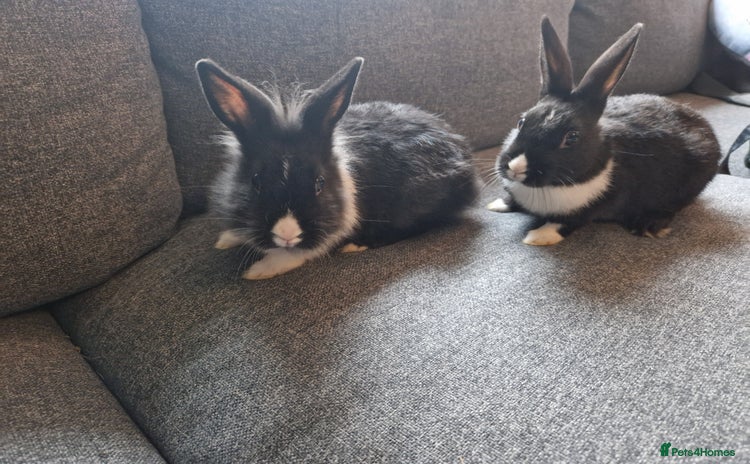 Mixed Breed rabbits - Advert 1