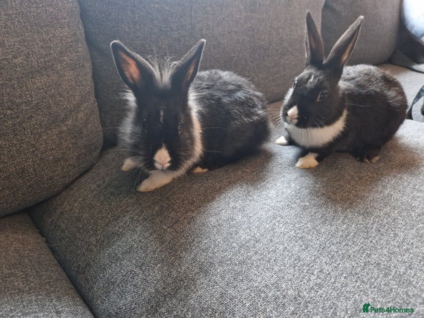 Mixed Breed rabbits Adorably cute baby bunnies-only 1 girl left - Advert 10