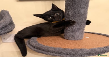 Mixed Breed cats - Advert 5