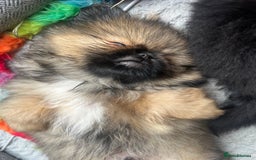 Pekingese dogs for sale: PEEKAPOM (Pekingese/Pomeranian) LAST GIRL LEFT - Image 14