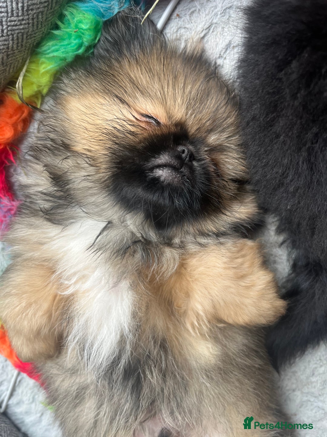Pekingese dogs for sale: PEEKAPOM (Pekingese/Pomeranian) LAST GIRL LEFT - Image 14