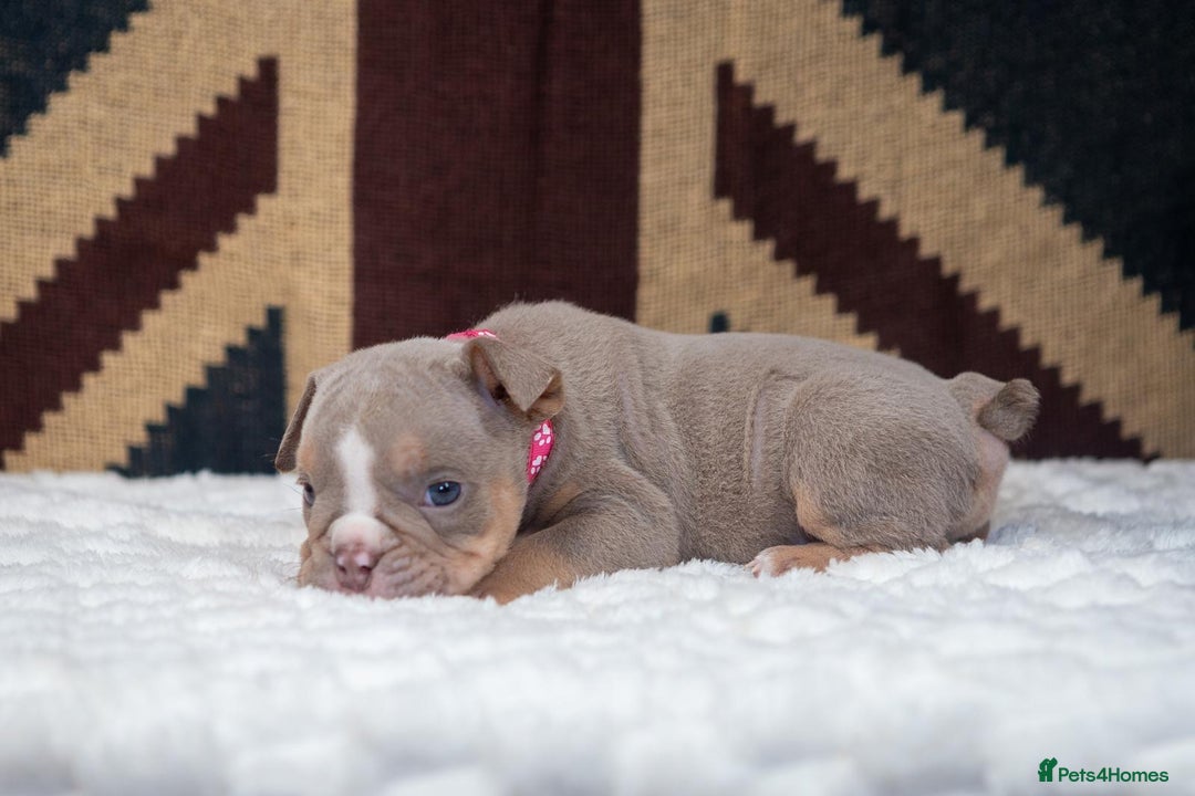 English Bulldog dogs for sale: For sale: 7 English Bulldog Puppies - Image 11