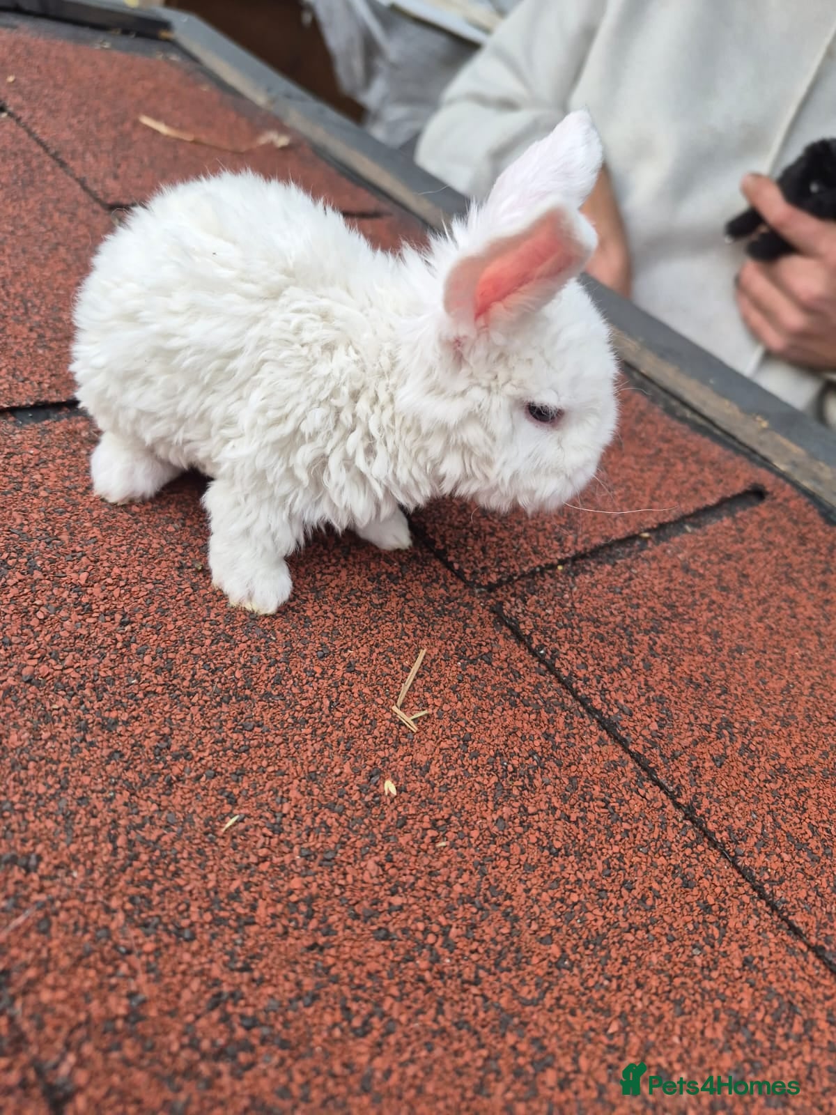 Mini Lop rabbits Mini lops  - Advert 13