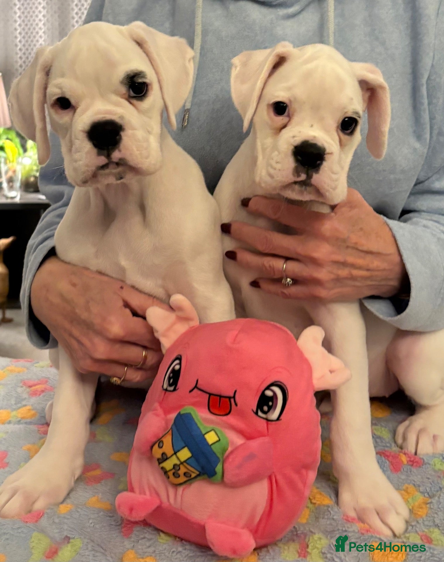 Boxer dogs Boxer Pups for sale. 5 STAR Council Licence - Advert 9