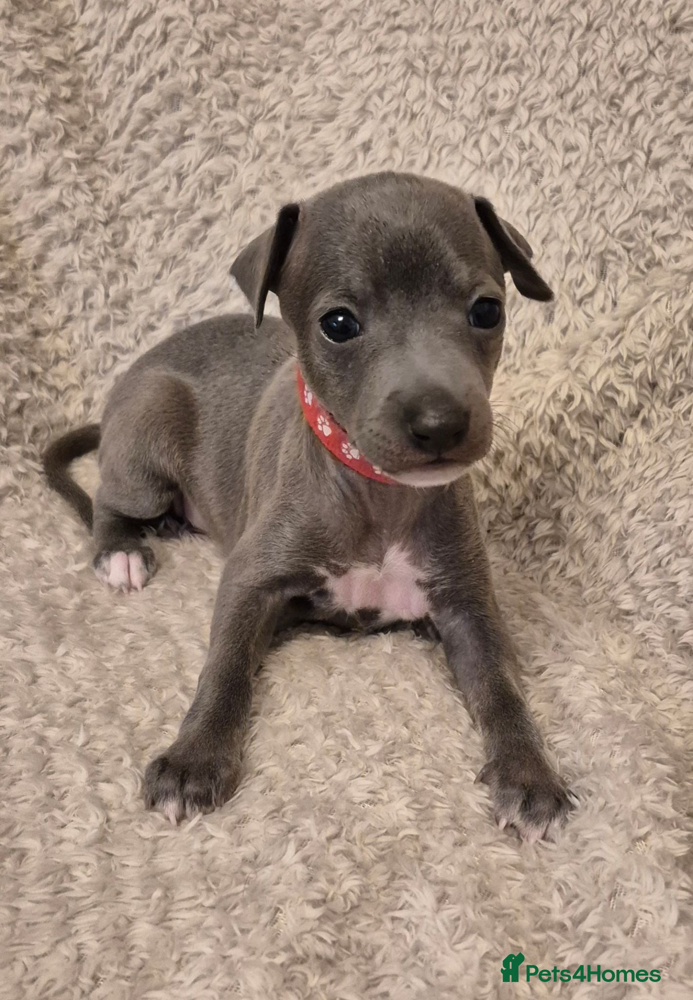 Italian Greyhound dogs Show standard KC reg Italian Greyhounds - Advert 1